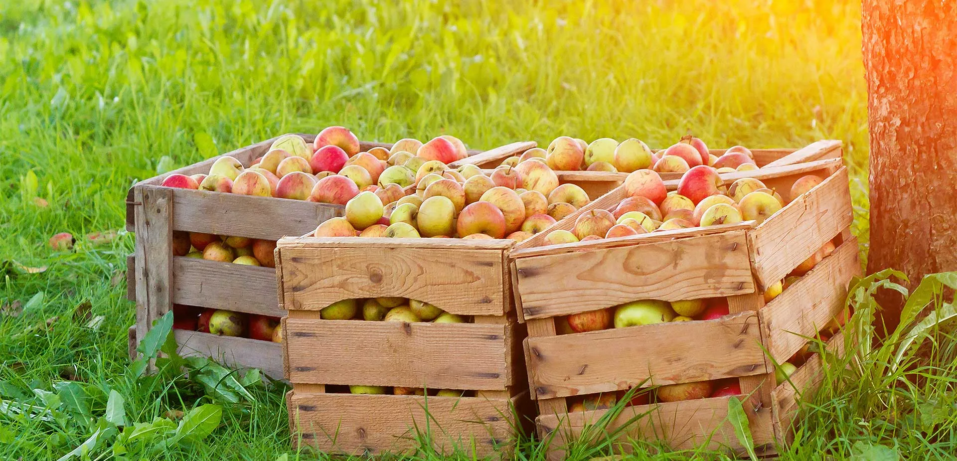 Mobile Mosterei in Lübeck - frischer Apfelsaft aus eigenen Äpfeln